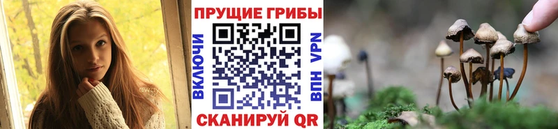 Галлюциногенные грибы Psilocybe  Калининград 